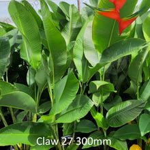 Load image into Gallery viewer, Close-up of a Claw 27 Heliconia: This close-up image showcases the intricate details of the Heliconia bihai Claw 27 flower. The vibrant red bracts with yellow tips are prominently displayed against a backdrop of lush green foliage. Each bract is elongated and curves gracefully, resembling the shape of a claw. The image captures the rich texture of the bracts, with visible veins running along their length. 
