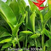 Load image into Gallery viewer, Close-up of a Richmond Red Heliconia: The close-up image showcases the vibrant red flower bracts of the Heliconia bihai x caribaea cultivar Richmond Red. The bracts are elongated and taper to a point, with prominent veins running along their length. Each bract has a smooth texture and glossy surface, enhancing the intense red color.
