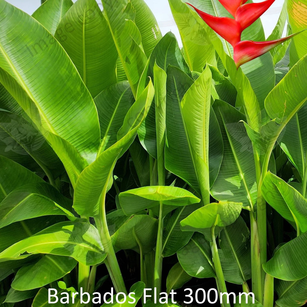 Close-up of a Richmond Red Heliconia: The close-up image showcases the vibrant red flower bracts of the Heliconia bihai x caribaea cultivar Richmond Red. The bracts are elongated and taper to a point, with prominent veins running along their length. Each bract has a smooth texture and glossy surface, enhancing the intense red color.