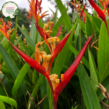 Load image into Gallery viewer,  &quot;An exotic image showcasing the Heliconia psittacorum x spathocirinata &#39;Daintree&#39; plant, prized for its tropical and ornamental characteristics. This herbaceous perennial displays vibrant and elongated bracts that form a striking inflorescence. The &#39;Daintree&#39; variety is known for its vivid coloration, featuring hues of red, orange, and yellow, creating a visually arresting display. 
