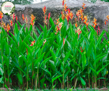 Load image into Gallery viewer,  &quot;An exotic image showcasing the Heliconia psittacorum x spathocirinata &#39;Daintree&#39; plant, prized for its tropical and ornamental characteristics. This herbaceous perennial displays vibrant and elongated bracts that form a striking inflorescence. The &#39;Daintree&#39; variety is known for its vivid coloration, featuring hues of red, orange, and yellow, creating a visually arresting display. 
