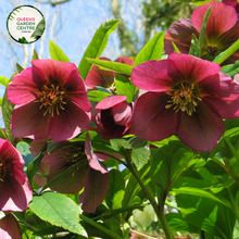 Load image into Gallery viewer,  &quot;A charming image featuring the Helleborus &#39;Anna Red&#39; plant, showcasing its elegant and winter-flowering attributes. This perennial evergreen, also known as the Lenten Rose, displays nodding, cup-shaped flowers in rich shades of red. The distinctive, leathery foliage forms a lush and dense backdrop. &#39;Anna Red&#39; is a cultivar of Helleborus, celebrated for its resilience and early bloom in late winter to early spring.
