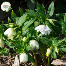 Load image into Gallery viewer, &quot;A captivating image of the Helleborus Gold Collection® &#39;Ice Breaker Max&#39; plant, highlighting its exquisite winter-flowering characteristics. This perennial evergreen, also known as the Lenten Rose, features nodding, cup-shaped flowers in a delicate shade, possibly with hues of white or light pink. The leathery, serrated foliage forms a lush and dense backdrop. &#39;Ice Breaker Max&#39; is a cultivar of the Helleborus Gold Collection®, renowned for its early and prolific blooming during late winter to early spring.
