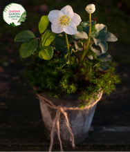 Load image into Gallery viewer, &quot;A captivating image of the Helleborus Gold Collection® &#39;Ice Breaker Max&#39; plant, highlighting its exquisite winter-flowering characteristics. This perennial evergreen, also known as the Lenten Rose, features nodding, cup-shaped flowers in a delicate shade, possibly with hues of white or light pink. The leathery, serrated foliage forms a lush and dense backdrop. &#39;Ice Breaker Max&#39; is a cultivar of the Helleborus Gold Collection®, renowned for its early and prolific blooming during late winter to early spring.
