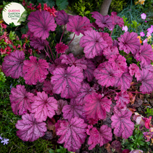 Load image into Gallery viewer, Close-up of Heuchera Forever Purple: This image showcases the intricate details of the Heuchera Forever Purple plant. The leaves are deeply lobed and heart-shaped, with a velvety texture and a rich, purple hue. The veins on the leaves are clearly visible, adding to the plant&#39;s ornamental appeal. 
