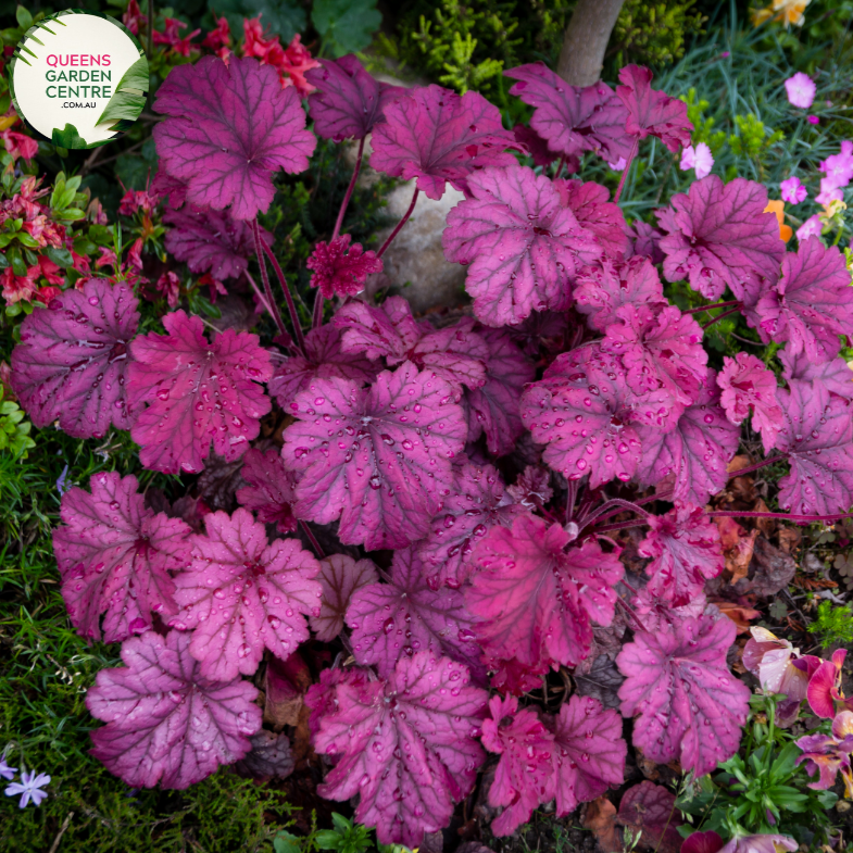 Close-up of Heuchera Forever Purple: This image showcases the intricate details of the Heuchera Forever Purple plant. The leaves are deeply lobed and heart-shaped, with a velvety texture and a rich, purple hue. The veins on the leaves are clearly visible, adding to the plant's ornamental appeal. 