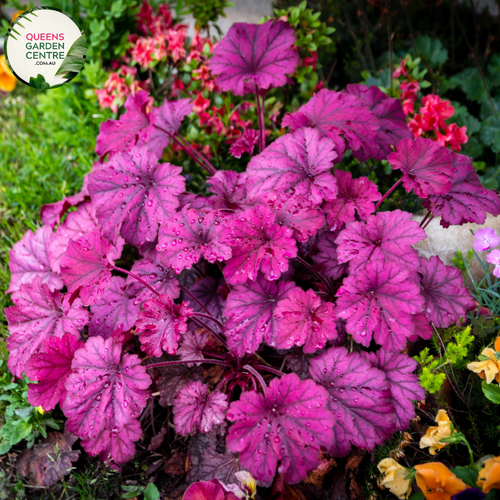 Close-up of Heuchera Forever Purple: This image showcases the intricate details of the Heuchera Forever Purple plant. The leaves are deeply lobed and heart-shaped, with a velvety texture and a rich, purple hue. The veins on the leaves are clearly visible, adding to the plant's ornamental appeal. 