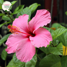 Load image into Gallery viewer, &quot;A vibrant image of the Hibiscus &#39;Lollipops&#39; plant, showcasing its ornamental and tropical allure. This deciduous shrub features large, showy flowers with a distinctive double form, resembling lollipops in appearance. The blossoms may display a mix of colors, potentially including shades of pink, red, or coral.
