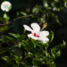 Load image into Gallery viewer, Transform your garden with the exotic beauty of Hibiscus Rosa-Sinensis Fijian White. Purchase online and add a touch of tropical elegance to your outdoor space. Explore our collection for botanical splendor.
