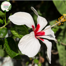 Load image into Gallery viewer, Transform your garden with the exotic beauty of Hibiscus Rosa-Sinensis Fijian White. Purchase online and add a touch of tropical elegance to your outdoor space. Explore our collection for botanical splendor.
