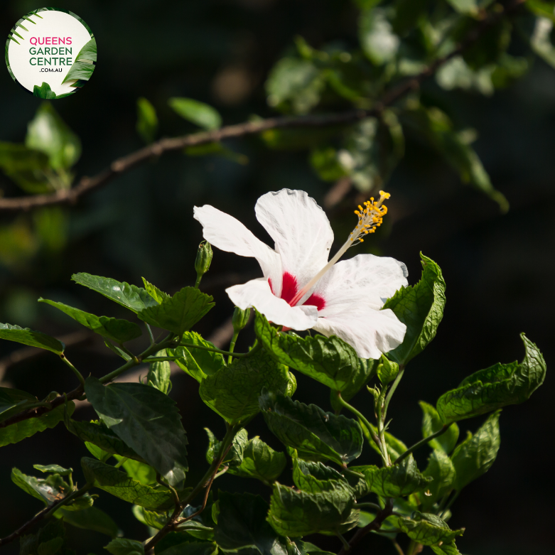 Transform your garden with the exotic beauty of Hibiscus Rosa-Sinensis Fijian White. Purchase online and add a touch of tropical elegance to your outdoor space. Explore our collection for botanical splendor.