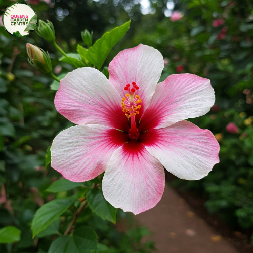 Hibiscus Lollipops are known for their vibrant, bi-colored blooms. The flowers typically have a bright pink or red base color with a contrasting white or lighter pink center, creating a whimsical, lollipop-like appearance. The exact shades can vary slightly depending on the specific cultivar and growing conditions, but the overall effect is always cheerful and eye-catching.