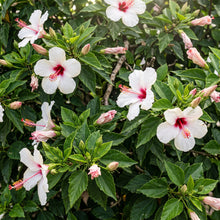 Load image into Gallery viewer, White hibiscus flowers with pink and red centers growing in a leafy green bush.
