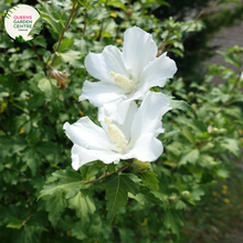 Load image into Gallery viewer, &quot;A graceful image featuring the Hibiscus syriacus &#39;Double White&#39; plant, showcasing its elegant and classic beauty. This deciduous shrub displays large, double-layered flowers in pristine white, creating a striking contrast against the backdrop of deep green foliage. &#39;Double White&#39; is a cultivar of Hibiscus syriacus, commonly known as Rose of Sharon, celebrated for its timeless appeal and prolific summer flowering. 
