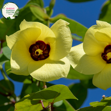 Load image into Gallery viewer, Hibiscus Tiliaceus Rubra (syn. Talipariti)
