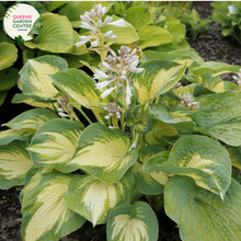 Load image into Gallery viewer, Close-up of Hosta Beach Boy: This image highlights the textured foliage of Hosta Beach Boy, displaying its broad, heart-shaped leaves with prominent veins and variegated green and yellow coloring.
