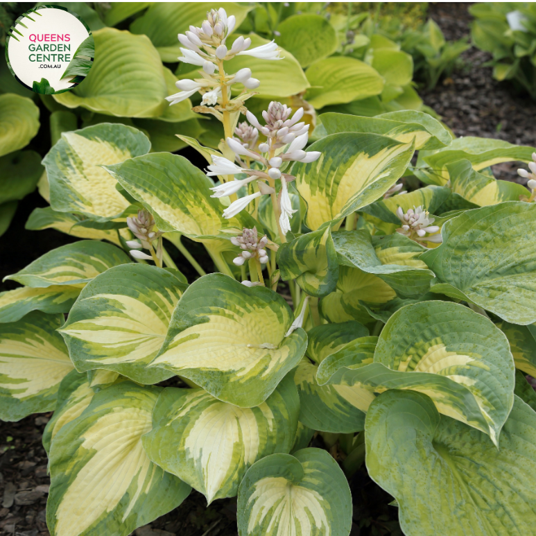 Hosta Beach Rocks Buy Hosta Beach Boy Online in Australia – Queens Garden Centre