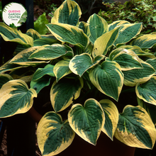 Load image into Gallery viewer, Close-up of Hosta Minute Man: This image showcases the intricate leaf pattern of Hosta Minute Man, featuring broad, lance-shaped leaves with creamy-white centers bordered by dark green margins.
