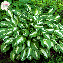 Load image into Gallery viewer, Close-up of Hosta Minute Man: This image showcases the intricate leaf pattern of Hosta Minute Man, featuring broad, lance-shaped leaves with creamy-white centers bordered by dark green margins.
