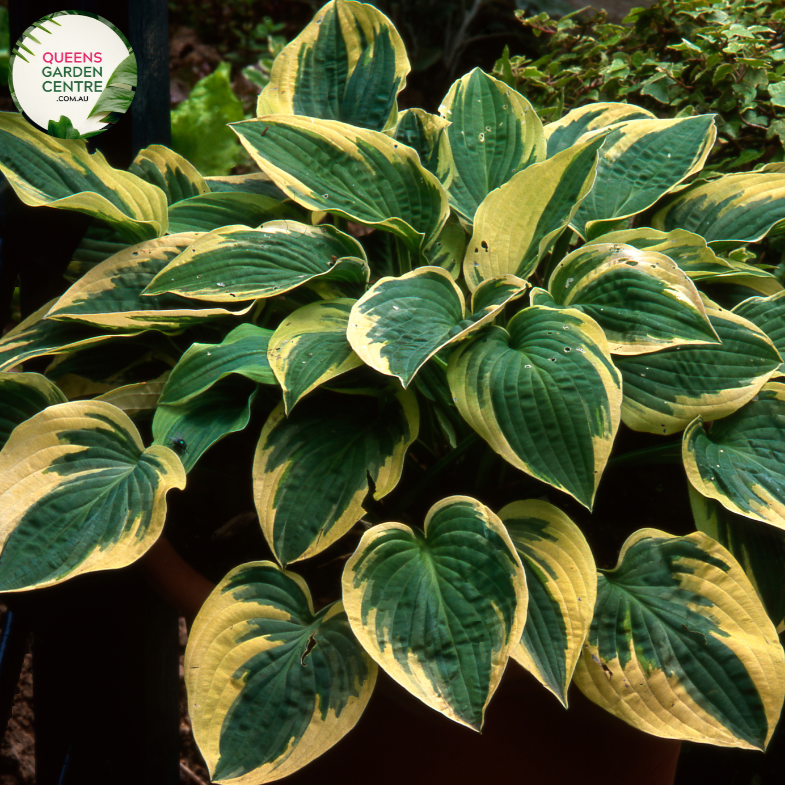 Close-up of Hosta Minute Man: This image showcases the intricate leaf pattern of Hosta Minute Man, featuring broad, lance-shaped leaves with creamy-white centers bordered by dark green margins.