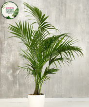 Load image into Gallery viewer, Alt text: Close-up photo of a Howea forsteriana, commonly known as the Kentia Palm, showcasing its graceful and arching fronds. The tropical palm features feather-like, dark green leaves that elegantly fan out from a slender trunk. The photo captures the lush and symmetrical foliage, highlighting the classic beauty and timeless appeal of the Howea forsteriana Kentia Palm plant.
