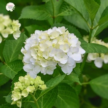 Load image into Gallery viewer, &quot;Close-up view of Hydrangea &#39;Magical Pearl,&#39; showcasing its large, spherical flower clusters with a mix of pink, blue, and white blooms. This deciduous shrub adds a magical and enchanting touch to gardens and landscapes.&quot;
