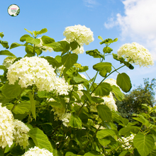 Load image into Gallery viewer, &quot;Close-up view of Hydrangea &#39;Magical Pearl,&#39; showcasing its large, spherical flower clusters with a mix of pink, blue, and white blooms. This deciduous shrub adds a magical and enchanting touch to gardens and landscapes.&quot;
