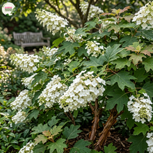 Load image into Gallery viewer, Hydrangea Quercifolia 'Snow Queen'
