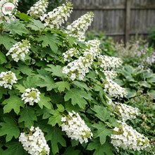Load image into Gallery viewer, Hydrangea Quercifolia 'Snow Queen'
