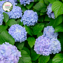 Load image into Gallery viewer, &quot;Close-up view of a vibrant and lush Hydrangea macrophylla &#39;Bloomstruck&#39; from the Endless Summer series. The large, mophead-style flowers exhibit a mix of striking pink and blue hues, surrounded by healthy green foliage. The intricate details of the individual blooms showcase the beauty and texture of this popular garden plant.&quot;
