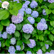 Load image into Gallery viewer, &quot;Close-up view of a vibrant and lush Hydrangea macrophylla &#39;Bloomstruck&#39; from the Endless Summer series. The large, mophead-style flowers exhibit a mix of striking pink and blue hues, surrounded by healthy green foliage. The intricate details of the individual blooms showcase the beauty and texture of this popular garden plant.&quot;
