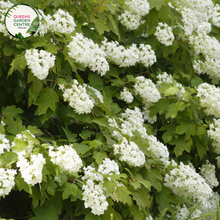 Load image into Gallery viewer, &quot;A close-up view of the Hydrangea quercifolia &#39;Snow Queen&#39; plant, featuring its distinctive oakleaf-shaped leaves in various shades of green. The lush foliage creates an elegant and textured appearance, adding sophistication to garden landscapes. Known for its cone-shaped flower clusters, &#39;Snow Queen&#39; promises a stunning display with potential blooms. This hydrangea variety is a beautiful addition, combining ornamental charm, vibrant foliage, and the promise of delicate blossoms in garden settings.&quot;
