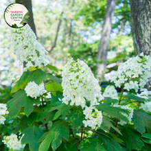 Load image into Gallery viewer, &quot;A close-up view of the Hydrangea quercifolia &#39;Munchkin&#39; plant, featuring its distinctive oakleaf-shaped foliage in vibrant green. The compact size and ornamental form of the plant make it an ideal choice for smaller gardens or container planting. The leaves exhibit a rich texture, and the overall appearance is both elegant and charming. This hydrangea variety is celebrated for its cone-shaped flower clusters, adding a delightful touch to garden landscapes with its lush foliage and potential blooms.&quot;
