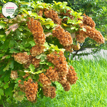 Load image into Gallery viewer, &quot;A close-up view of the Hydrangea quercifolia &#39;Munchkin&#39; plant, featuring its distinctive oakleaf-shaped foliage in vibrant green. The compact size and ornamental form of the plant make it an ideal choice for smaller gardens or container planting. The leaves exhibit a rich texture, and the overall appearance is both elegant and charming. This hydrangea variety is celebrated for its cone-shaped flower clusters, adding a delightful touch to garden landscapes with its lush foliage and potential blooms.&quot;
