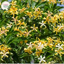 Load image into Gallery viewer, &quot;A close-up view of the Hymenosporum flavum plant, showcasing its glossy evergreen foliage and fragrant cream-colored flowers. The leaves are lance-shaped and dark green, providing an attractive backdrop for the clusters of tubular blossoms. The Hymenosporum flavum, commonly known as the &#39;Sweetshade&#39; or &#39;Native Frangipani,&#39; is a visually appealing addition to garden landscapes, offering both ornamental foliage and aromatic blooms.&quot;
