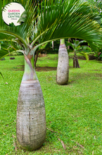 Load image into Gallery viewer, Alt text: Close-up photo of a Hyophorbe lagenicaulis, commonly known as the Bottle Palm, showcasing its distinctive bottle-shaped trunk and arching fronds. The tropical palm features a swollen, narrow trunk that resembles a bottle, topped with a crown of lush, pinnate leaves. The photo captures the unique silhouette of the Bottle Palm, emphasizing its striking form and the overall tropical beauty of the Hyophorbe lagenicaulis plant.
