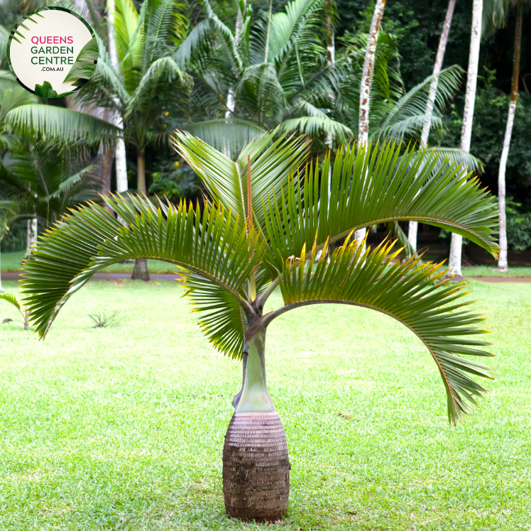 Alt text: Close-up photo of a Hyophorbe lagenicaulis, commonly known as the Bottle Palm, showcasing its distinctive bottle-shaped trunk and arching fronds. The tropical palm features a swollen, narrow trunk that resembles a bottle, topped with a crown of lush, pinnate leaves. The photo captures the unique silhouette of the Bottle Palm, emphasizing its striking form and the overall tropical beauty of the Hyophorbe lagenicaulis plant.