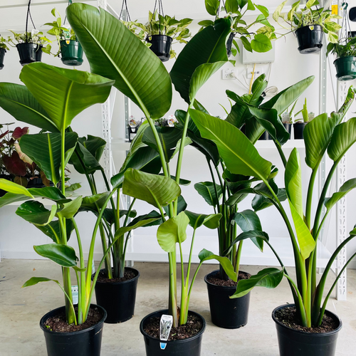 Close-up photo of a Bird of Paradise (Strelitzia Nicolai) plant, showcasing its striking and tropical flowers. The plant features a cluster of large, paddle-shaped leaves with a glossy green color. Rising from the center of the foliage is a vibrant orange and blue flower, resembling a tropical bird in flight, giving the plant its common name. 