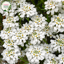 Load image into Gallery viewer, Close-up of an Iberis sempervirens (Candytuft) plant. The image features clusters of small, pure white flowers with four petals each, forming dense, flat-topped inflorescences. The petals are smooth and slightly rounded, creating a delicate, lacy appearance. The flowers are set against dark green, narrow, lance-shaped leaves with a glossy surface and smooth edges. 
