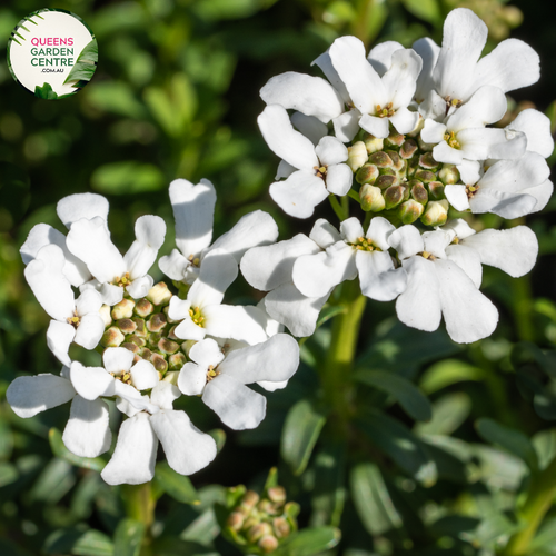 Close-up of an Iberis sempervirens (Candytuft) plant. The image features clusters of small, pure white flowers with four petals each, forming dense, flat-topped inflorescences. The petals are smooth and slightly rounded, creating a delicate, lacy appearance. The flowers are set against dark green, narrow, lance-shaped leaves with a glossy surface and smooth edges. 