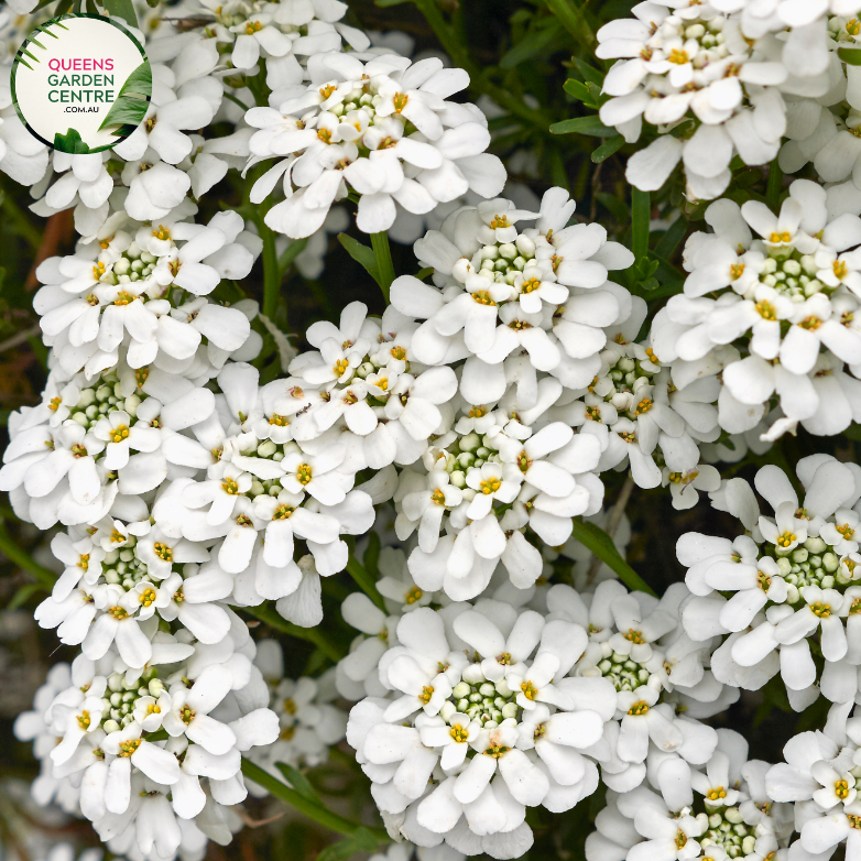 Close-up of an Iberis sempervirens (Candytuft) plant. The image features clusters of small, pure white flowers with four petals each, forming dense, flat-topped inflorescences. The petals are smooth and slightly rounded, creating a delicate, lacy appearance. The flowers are set against dark green, narrow, lance-shaped leaves with a glossy surface and smooth edges. 