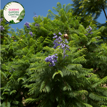 Load image into Gallery viewer, &quot;A picturesque view of the Jacaranda mimosifolia plant in full bloom. The tree is adorned with clusters of vibrant purple, trumpet-shaped flowers, creating a breathtaking display against the backdrop of its feathery, fern-like foliage. The Jacaranda mimosifolia, commonly known as the &#39;Jacaranda&#39; or &#39;Blue Jacaranda,&#39; adds a splash of color to the landscape, making it a popular and visually striking ornamental tree.&quot;
