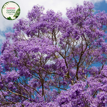 Load image into Gallery viewer, &quot;A picturesque view of the Jacaranda mimosifolia plant in full bloom. The tree is adorned with clusters of vibrant purple, trumpet-shaped flowers, creating a breathtaking display against the backdrop of its feathery, fern-like foliage. The Jacaranda mimosifolia, commonly known as the &#39;Jacaranda&#39; or &#39;Blue Jacaranda,&#39; adds a splash of color to the landscape, making it a popular and visually striking ornamental tree.&quot;
