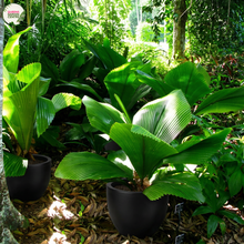 Load image into Gallery viewer, A potted Schiedea spectabilis plant with large, fan-shaped green leaves in a black pot, situated in a lush, sunlit garden or botanical setting.
