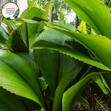 Load image into Gallery viewer, Alt text: Johannesteijsmannia altifrons, also known as the Joey Palm, is a striking tropical palm species native to rainforests in Southeast Asia. Its large, fan-shaped leaves with prominent ribbing make it a distinctive and attractive addition to gardens and indoor spaces. The Joey Palm is prized for its elegant appearance and ability to thrive in shaded environments.
