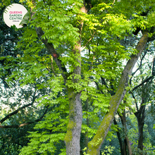 Load image into Gallery viewer, Enhance your landscape with Juglans Nigra, the Black Walnut tree. Enjoy its majestic stature and bountiful harvest of delicious nuts. Order now and add natural beauty to your outdoor space!
