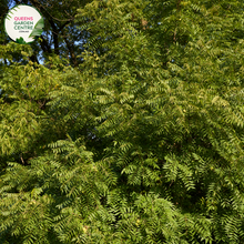 Load image into Gallery viewer, Enhance your landscape with Juglans Nigra, the Black Walnut tree. Enjoy its majestic stature and bountiful harvest of delicious nuts. Order now and add natural beauty to your outdoor space!
