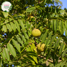 Load image into Gallery viewer, Enhance your landscape with Juglans Nigra, the Black Walnut tree. Enjoy its majestic stature and bountiful harvest of delicious nuts. Order now and add natural beauty to your outdoor space!
