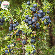 Load image into Gallery viewer, Close-up of Juniperus Communis Juniper Berry plant: This image captures the vibrant green foliage of the Juniperus Communis Juniper Berry plant, with its needle-like leaves densely arranged along the stems. The juniper berries, small and round, are visible amidst the foliage, adding pops of dark blue color to the composition.
