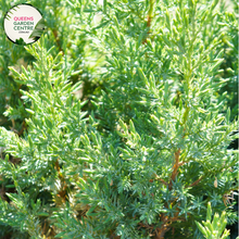 Load image into Gallery viewer, Close-up of Juniperus Communis Juniper Berry plant: This image captures the vibrant green foliage of the Juniperus Communis Juniper Berry plant, with its needle-like leaves densely arranged along the stems. The juniper berries, small and round, are visible amidst the foliage, adding pops of dark blue color to the composition.
